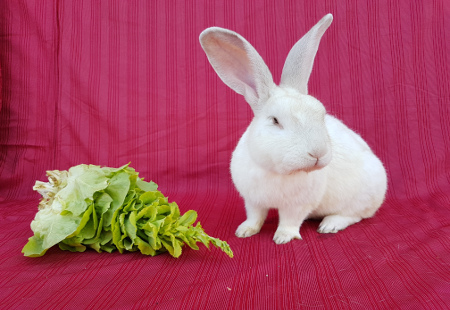 magicien avec lapin: grenoble